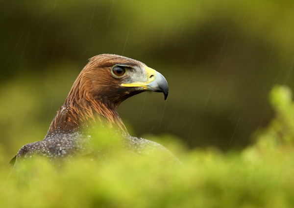 Golden Eagle - Birds  -  Captive