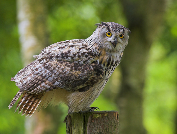 Eagle Owl - Birds  -  Captive