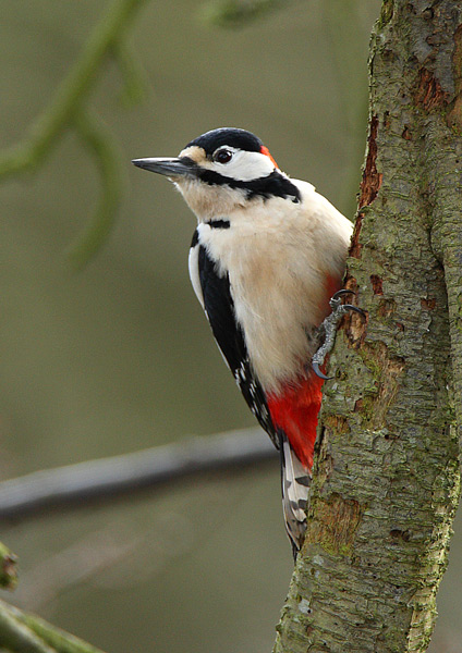 Great Spotted Woodpecker - Birds - Wild