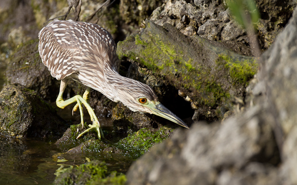 Juvenile Black Crowned Night Heron - Florida 2011