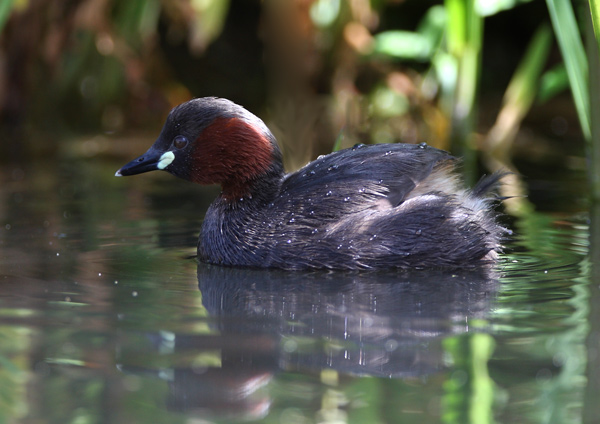 Little Grebe - Birds - Wild
