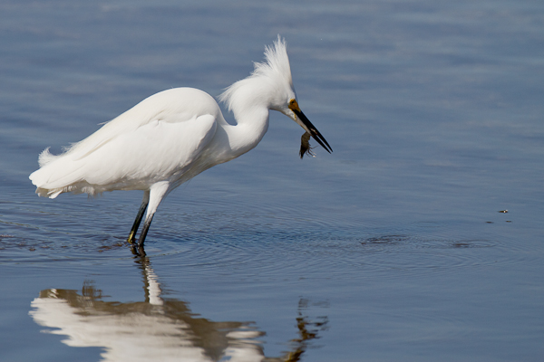 Snowy Egret with Shrimp - Florida 2011