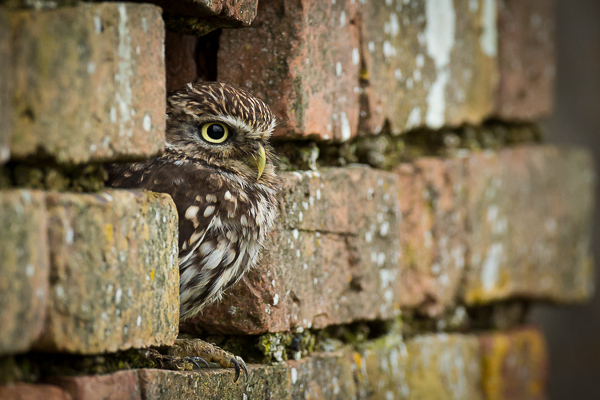 Little Owl - Birds  -  Captive