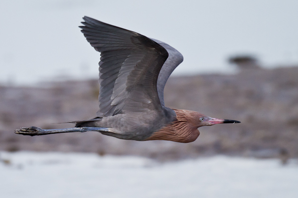 Reddish Egret - Florida 2011