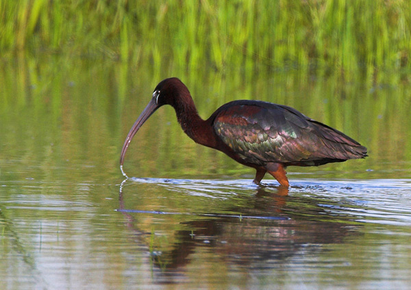 Glossy Ibis - Birds - Wild
