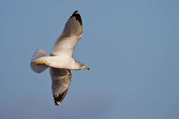 Ring-billed Gull - Florida 2011