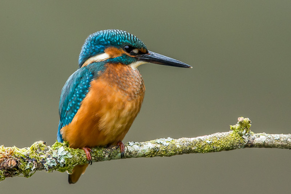 Kingfisher - Birds - Wild