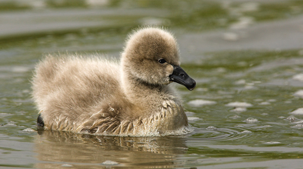 Cygnet - Birds  -  Captive