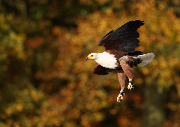 Autumn Colour - Birds  -  Captive