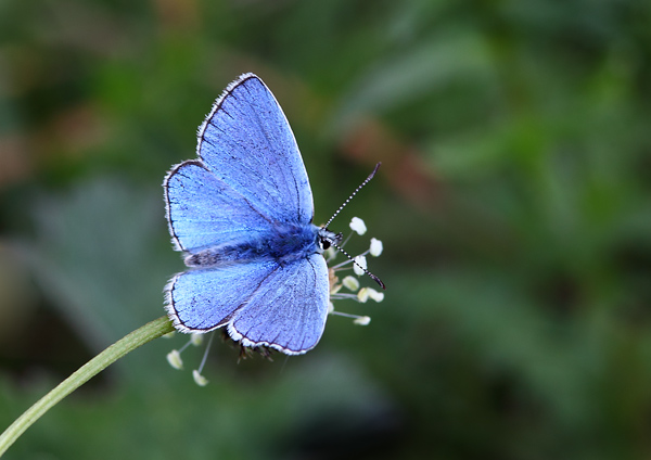 Adonis Blue - Close up