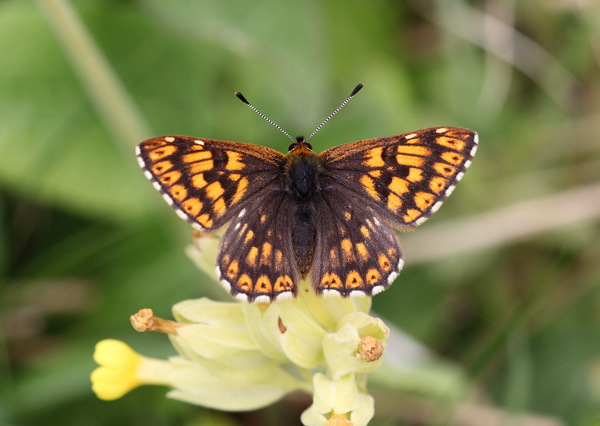 Duke of Burgundy - Close up
