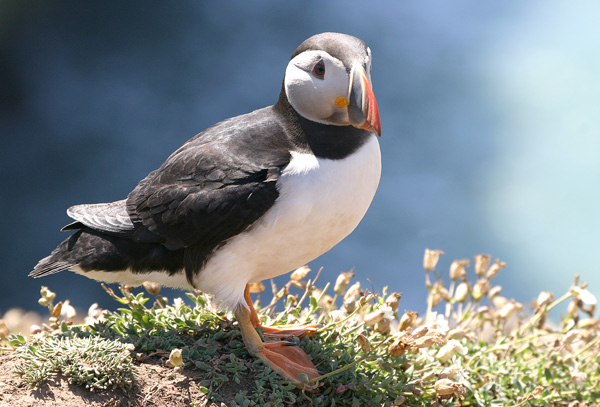 The First  Puffin - Birds - Wild