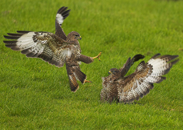 Attack 2 ! - Birds - Wild