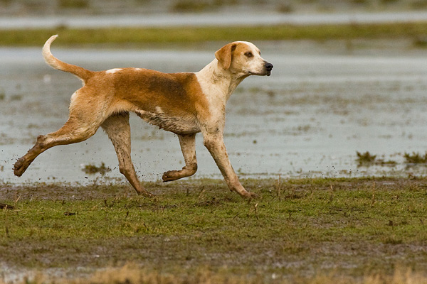 Fox Hound - Nature & Animals