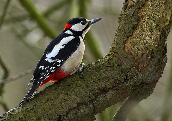 Great Spotted Woodpecker - Birds - Wild