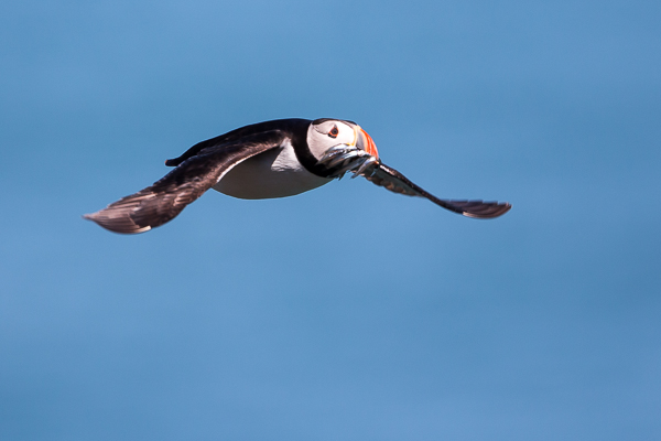 Puffin - Birds - Wild