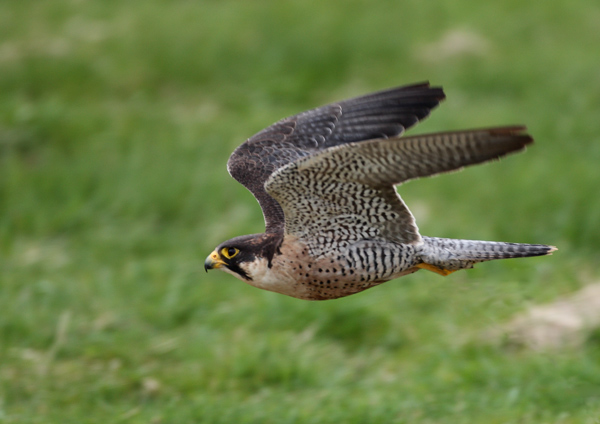 Peregrine Falcon - Birds  -  Captive
