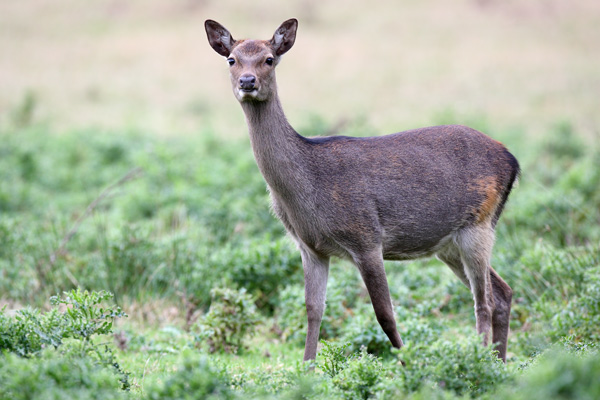 Sika Deer - Nature & Animals