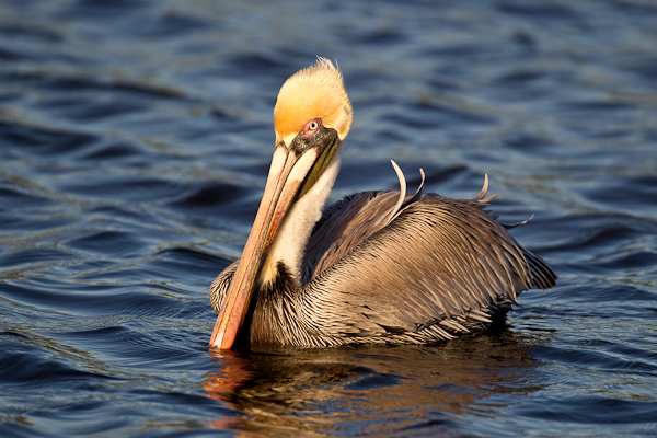 Brown Pelican - Birds - Wild