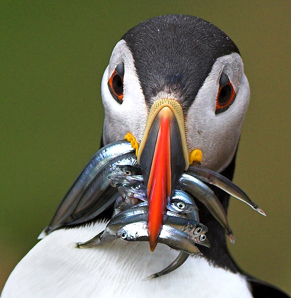 Puffin with sand eels 2 - Birds - Wild