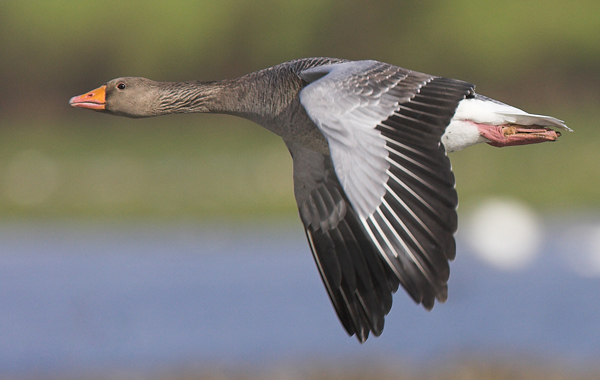 Greylag Goose - Birds - Wild