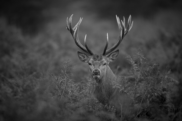 Red Deer - Nature & Animals