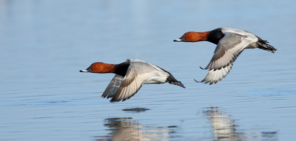 Pochard Pair - Birds - Wild