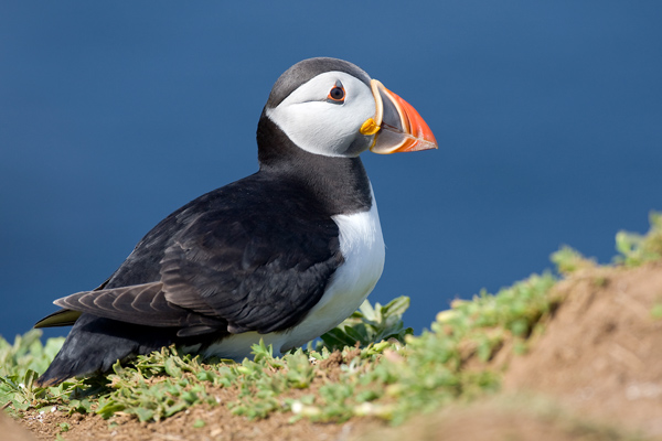 Puffin - Birds - Wild