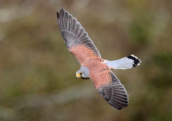 Kestrel - Birds  -  Captive