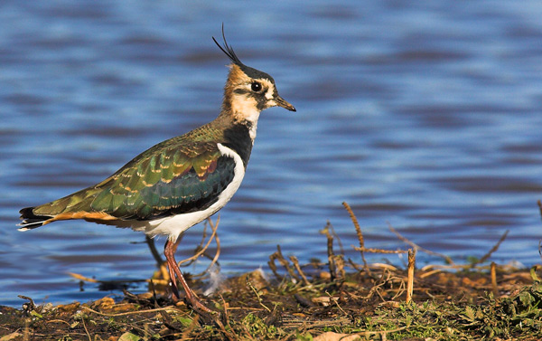 Lapwing - Birds - Wild