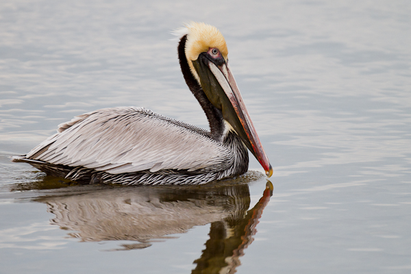 Brown Pelican - Florida 2011