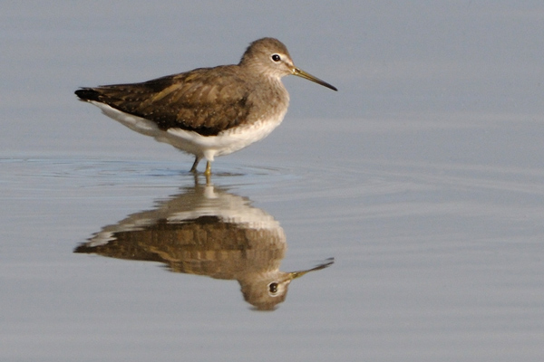 Spotted Redshank - Birds - Wild