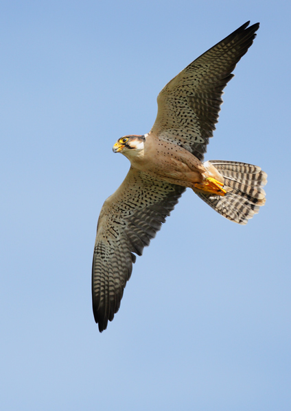 Lanner Falcon - Birds  -  Captive