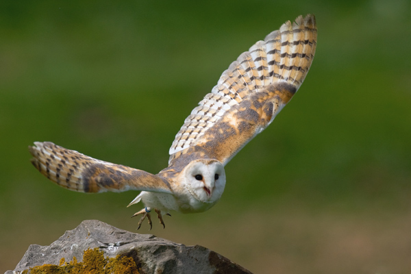 'Test' - Birds  -  Captive