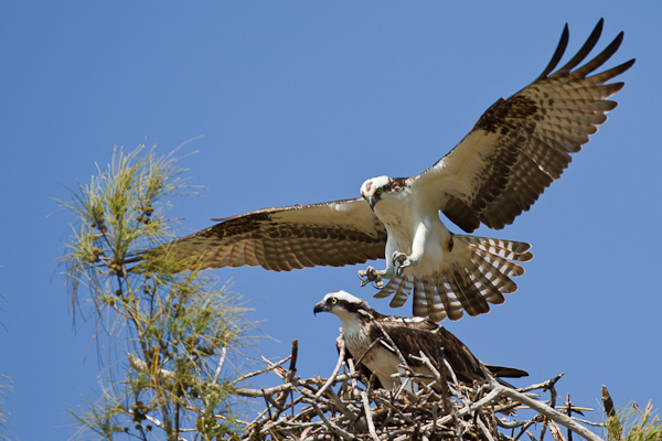 Osprey - Florida 2011