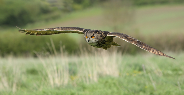 Eagle Owl - Birds  -  Captive