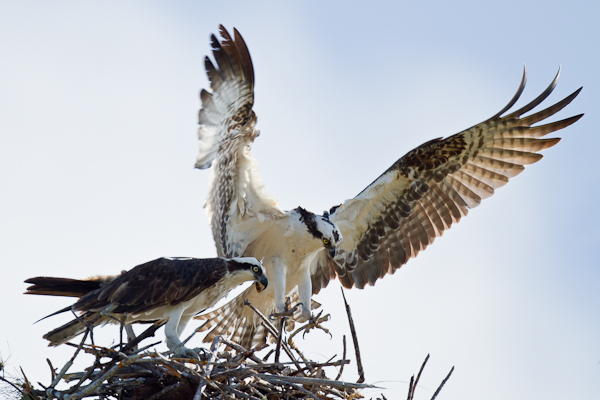 Ospreys - Florida 2011