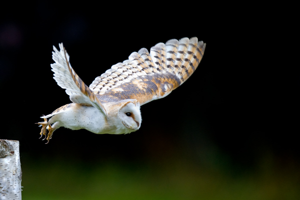 Barn Owl - Birds  -  Captive