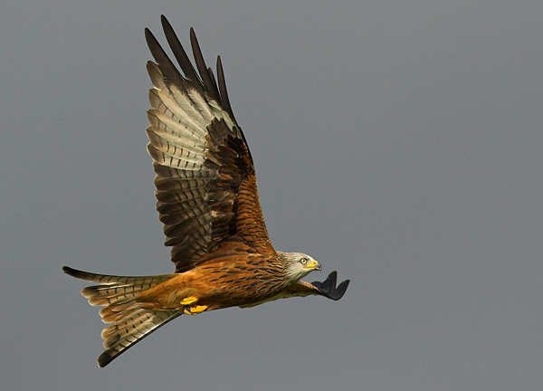 Red kite - Birds - Wild