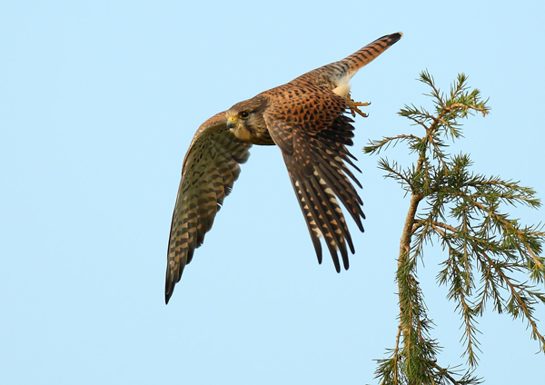 Common Kestrel - Birds - Wild