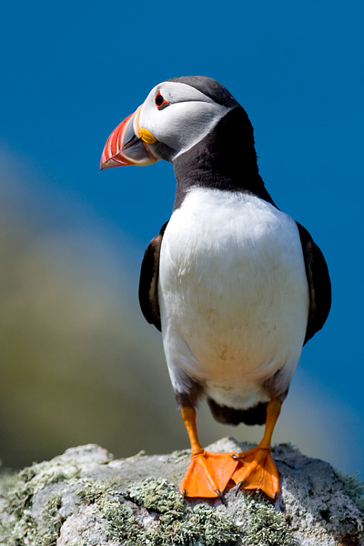 Puffin - Birds - Wild