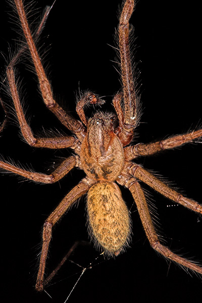 House Spider - Close up