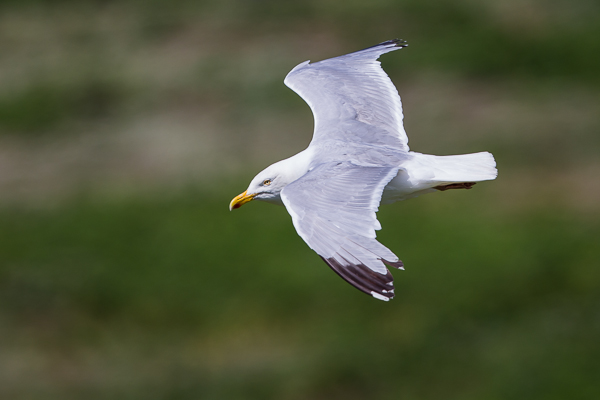Herring Gull - Birds - Wild