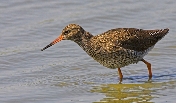 Redshank - Birds - Wild