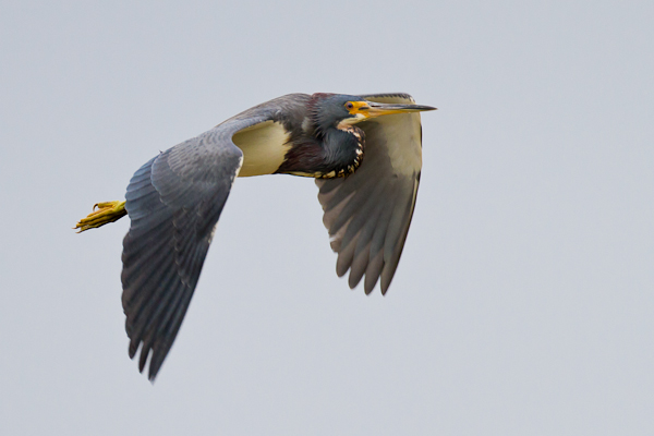 Tri-Coloured Heron - Florida 2011