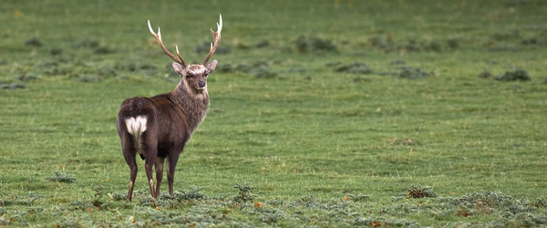 Sika Deer - Nature & Animals