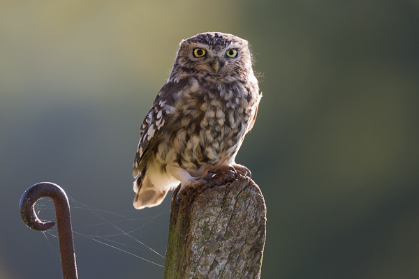 Little Owl - Birds - Wild