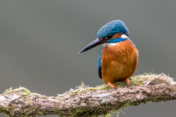 Kingfisher - Birds - Wild
