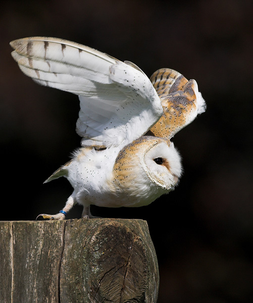 Barn Owl - Birds  -  Captive