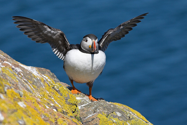 'Wing Stretch' - Birds - Wild